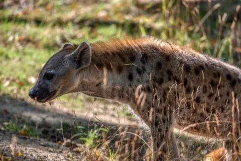 Hyena looking Stock Photos
