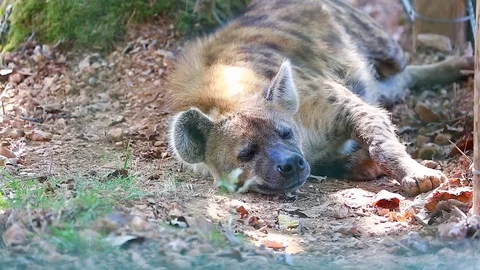 Hyena Lying On The Floor Stock Footage 69846968
