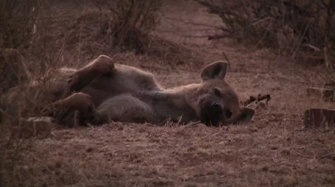Hyena lying on the ground in the evening Stock Footage 8568741
