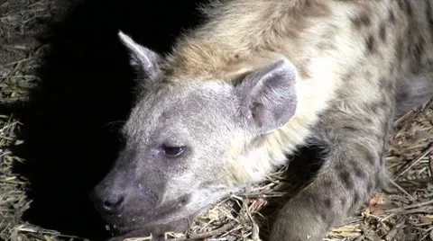 Hyena lying in the middle of the night Stock Footage 8568856