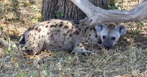 Hyena lying in the shade Stock Footage 60588797