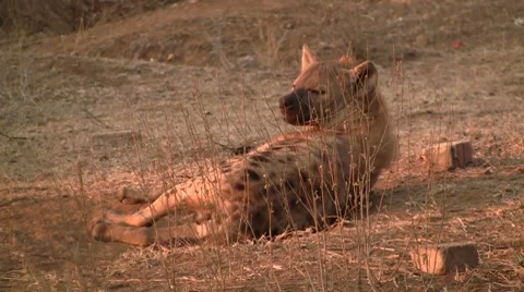 Hyena lying in the sun Stock Footage 8568743