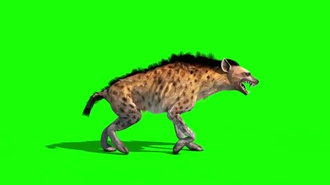 Hyena Maculata Animals Walkcycle Side Green Screen 3D Rendering Animation Vidéo 80552146