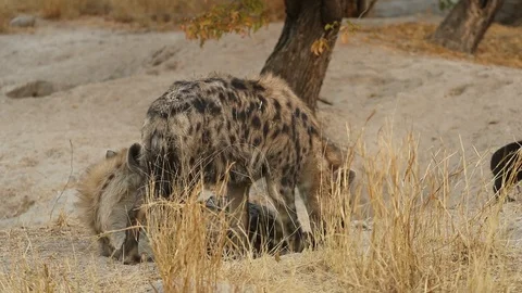 Hyena mother Stock-Footage 119272673