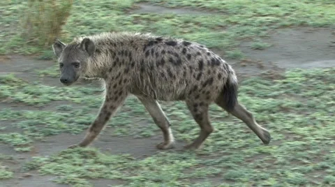 HYENA MOVES BY Video stock 20591712