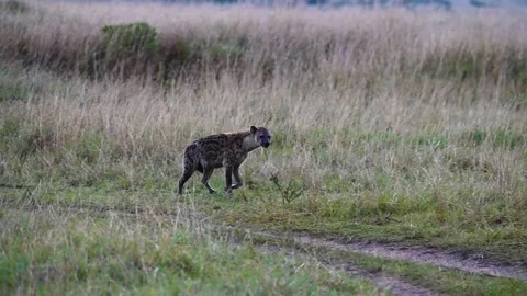 Hyena moving through the forest Stock Footage 222789289