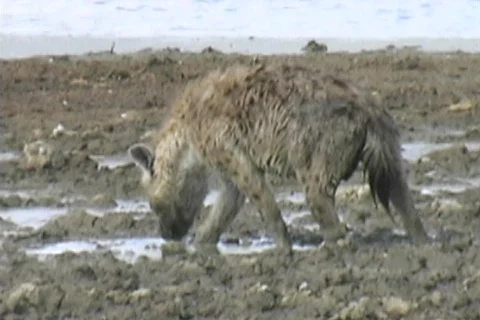 Hyena in the mud Stock Footage 125732