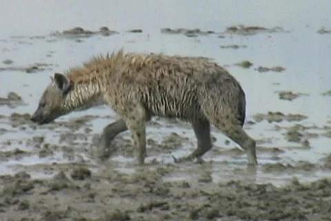 Hyena in the mud Stock Footage 125737