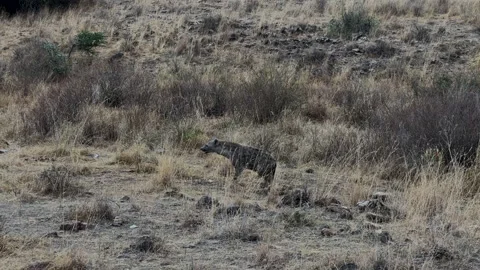 Hyena in Nairobi NP Stock Footage 253029532