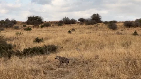 Hyena in Nairobi NP Stock Footage 253029907