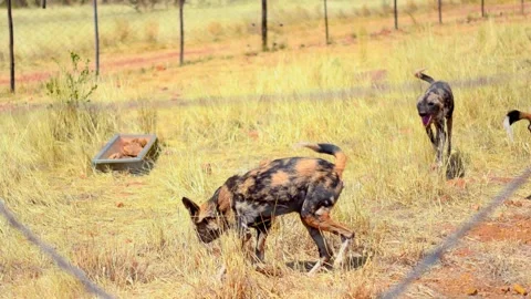 Hyena pack in Africa, pack of hyenas ins... | Stock Video | Pond5