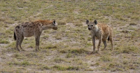 Hyena Pair Stock Footage 60588821