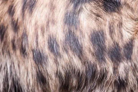 Hyena pattern Stock Photos