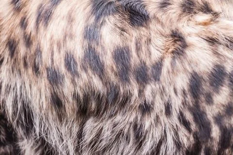 Hyena pattern Stock Photos