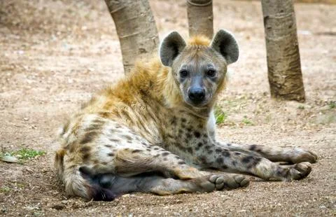 Hyena 写真素材