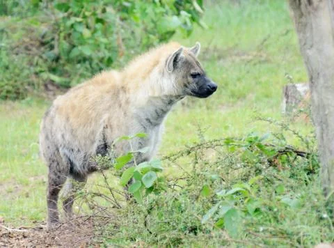 Hyena Stock Photos