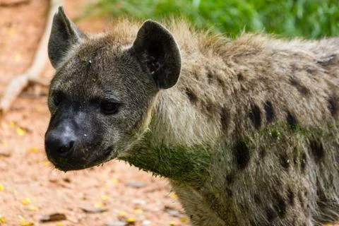 Hyena Stock Photos