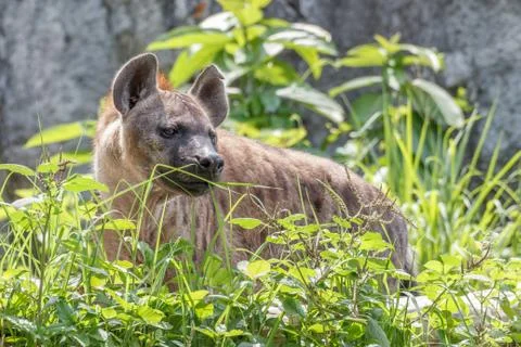 Hyena Stock Photos