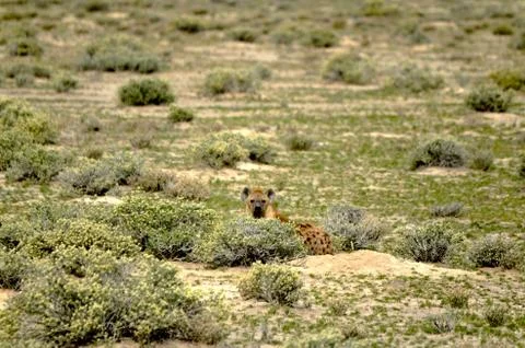 Hyena Stock Photos