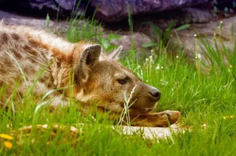 Hyena Stock Photos