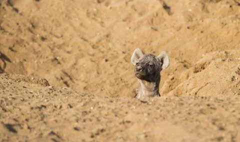 Hyena Stock Photos