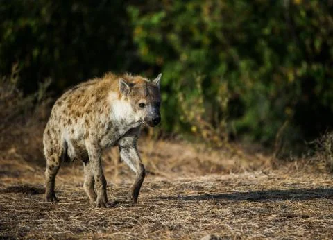 Hyena Stock Photos
