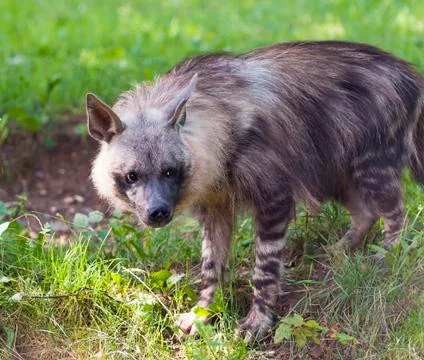 Hyena Stock Photos