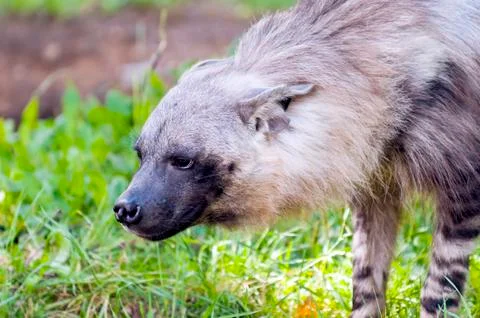 Hyena Stock Photos