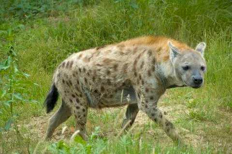Hyena Stock Photos