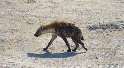 Hyena Stock Photos