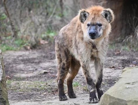 Hyena Foto stock