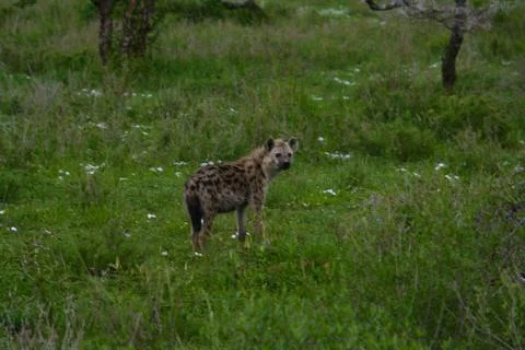 Hyena Foto stock