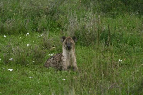 Hyena Foto stock