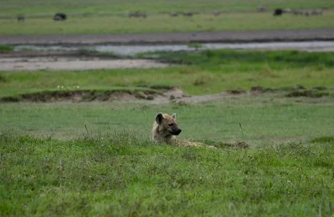 Hyena Stock Photos