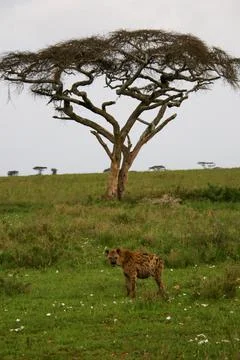 Hyena Stock Photos