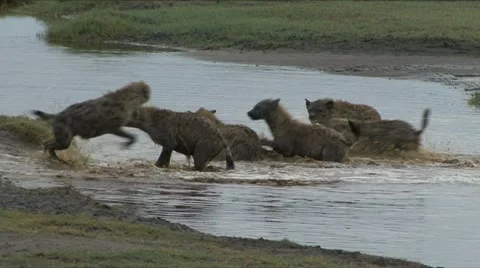 HYENA PLAY Video stock 12757247