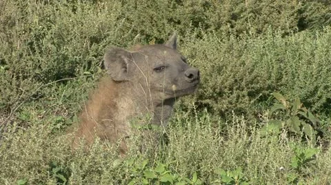 HYENA PORTRAIT Video stock 20590791
