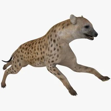 Hyena Pose 2 3D Model