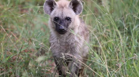 Hyena Pup Close Up Stock-Footage 41638581