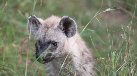 Hyena Pup Close Up Stock Footage 41638678