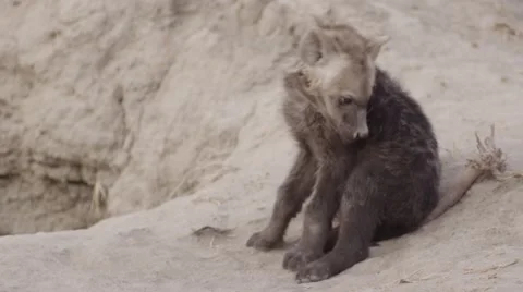 Hyena Pup  by Den - Close Up Stock Footage 55650584