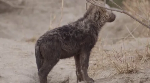 Hyena Pup by Den - Close Up Video stock 55650623