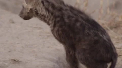 Hyena Pup by Den - Close Up Stock Footage 55651078