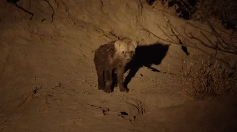 Hyena Pup by Den - Close Up Stock Footage 55651102