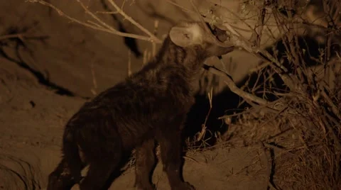 Hyena Pup  by Den - Close Up  Video stock 55651252