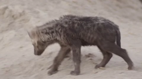 Hyena Pup by Den - Close Up Video stock 55654074