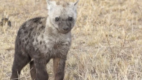 Hyena Pup Video stock 71017723