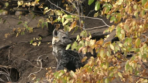 Hyena pup in its den Stock Footage 211871300