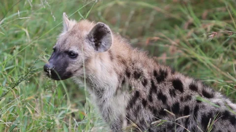 Hyena Pup in Long Grass Stock-Footage 41638506