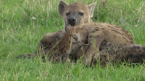 HYENA PUP NURSES-CLOSE Video stock 90962268